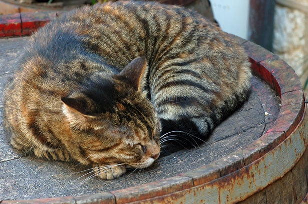 cat on barrel